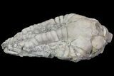 Bargain, Barycrinus Crinoid Fossil - Crawfordsville, Indiana #68486-2